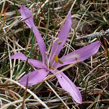 Colchicum bulbocodium \ Frhlings-Lichtblume / Spring Meadow Saffron, F Caussols 15.3.2024