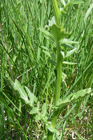 Barbarea vulgaris ? \ Gewhnliches Barbarakraut / Winter Cress, F Pyrenäen/Pyrenees, Port d'Envalira 26.6.2008