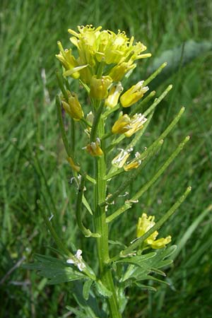 Barbarea vulgaris ? \ Gewhnliches Barbarakraut / Winter Cress, F Pyrenäen/Pyrenees, Port d'Envalira 26.6.2008