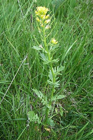 Barbarea vulgaris ? \ Gewhnliches Barbarakraut, F Pyrenäen, Port d'Envalira 26.6.2008