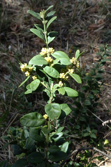 Buxus sempervirens \ Gewhnlicher Buchsbaum / Boxtree, F Castellane 15.3.2024