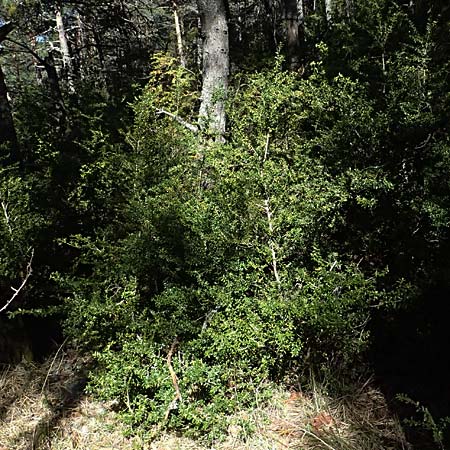 Buxus sempervirens \ Gewhnlicher Buchsbaum / Boxtree, F Castellane 15.3.2024