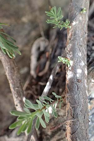 Rhamnus lycioides subsp. lycioides ? / Mediterranean Buckthorn, Black Hawthorn, F Pyrenees, Caranca - Gorge 30.7.2018