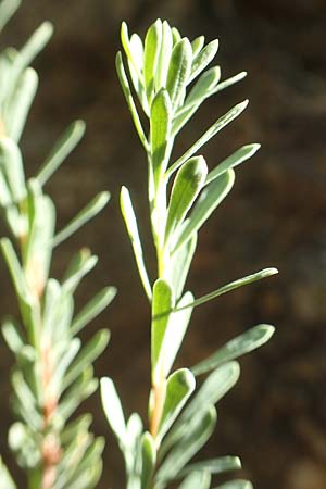 Rhamnus lycioides subsp. lycioides ? \ Bocksdornartiger Kreuzdorn / Mediterranean Buckthorn, Black Hawthorn, F Pyrenäen/Pyrenees, Caranca - Schlucht / Gorge 30.7.2018