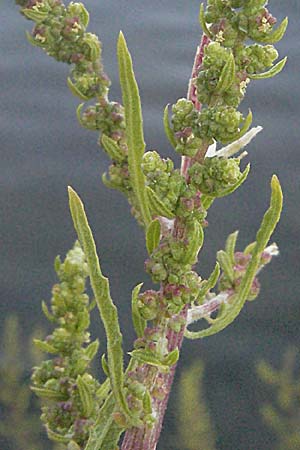 Dysphania ambrosioides / West-Indian Goosefoot, Mexican Tea, F Avignon 7.8.2006