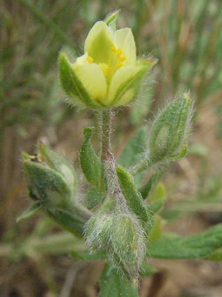 Helianthemum salicifolium / Willowleaf Rock-Rose, F Corbières, Talairan 13.5.2007