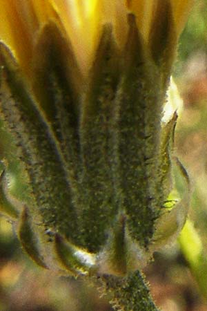 Crepis taraxicifolia \ Lwenzahnblttriger Pippau / Beaked Hawk's-Beard, F La Couvertoirade 27.5.2009