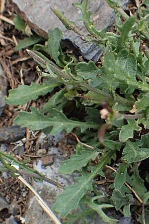 Cardamine resedifolia / Mignonette-Leaved Bitter-Cress, F Pyrenees, Puigmal 1.8.2018
