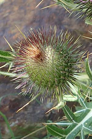 Cirsium eriophorum \ Wollkopf-Kratzdistel, Woll-Kratzdistel, F Pyrenäen, Segre - Schlucht 2.8.2018