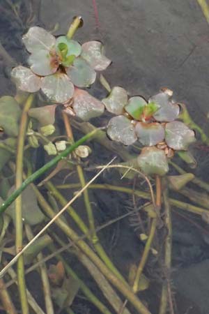 Ludwigia peploides \ Flutendes Heusenkraut / Creeping Water Primrose, F St. Martin-de-Crau 17.3.2024