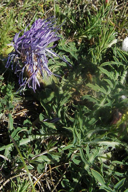 Carthamus mitissimus \ Blaue Frberdistel, F Causse du Larzac 7.6.2006