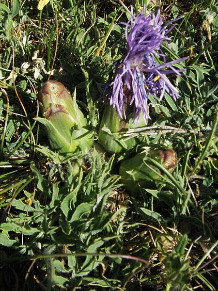 Carthamus mitissimus \ Blaue Frberdistel, F Causse du Larzac 7.6.2006