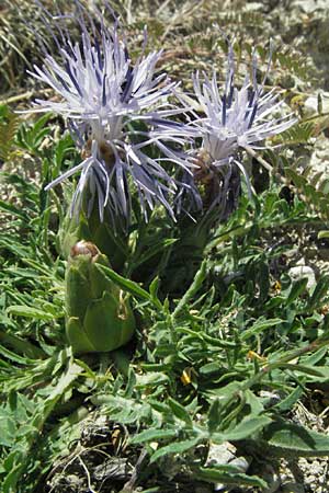 Carthamus mitissimus \ Blaue Frberdistel, F Dept. Aveyron,  Tiergues 8.6.2006