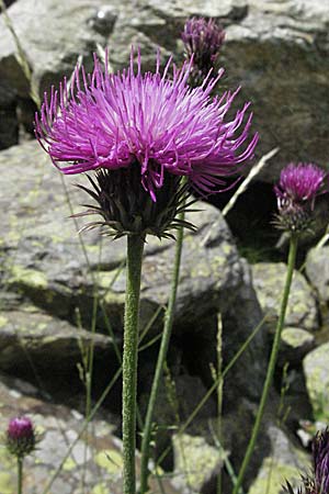 Carduus defloratus \ Alpen-Distel / Alpine Thistle, F Pyrenäen/Pyrenees, Eyne 9.8.2006