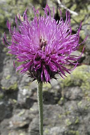 Carduus defloratus / Alpine Thistle, F Pyrenees, Eyne 9.8.2006