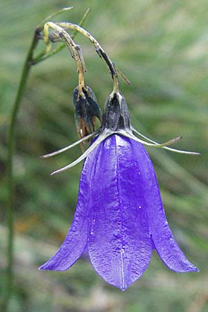 Campanula rotundifolia \ Rundblttrige Glockenblume, Andorra Estany de Pessons 10.8.2006