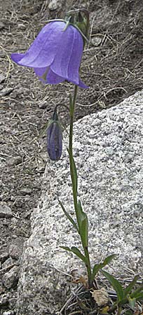 Campanula rotundifolia \ Rundblttrige Glockenblume / Harebell, Andorra Estany de Pessons 10.8.2006