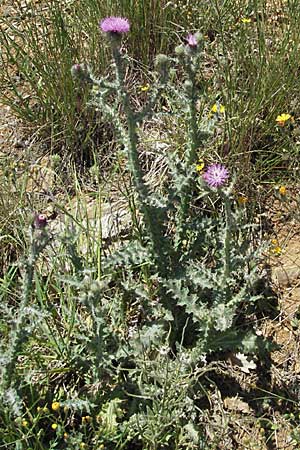 Carduus acanthoides \ Weg-Distel, F Castellane 12.5.2007