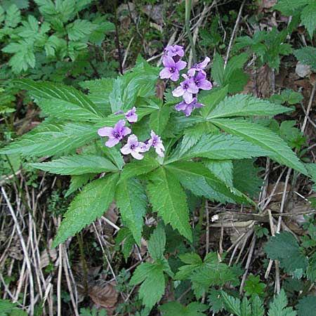 Cardamine pentaphyllos \ Fnfblttrige Zahnwurz, Finger-Zahnwurz, F Pyrenäen, Mont Louis 13.5.2007