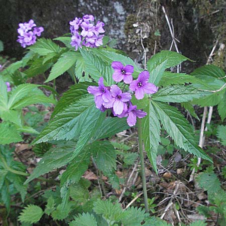 Cardamine pentaphyllos \ Fnfblttrige Zahnwurz, Finger-Zahnwurz, F Pyrenäen, Mont Louis 13.5.2007