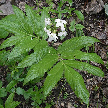 Cardamine heptaphylla \ Siebenblttrige Zahnwurz, F Col de Menèe 17.5.2007