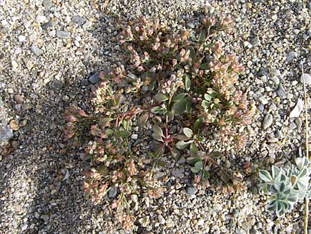 Polycarpon tetraphyllum \ Vierblttriges Nagelkraut, F Toreilles 24.6.2008