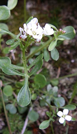 Cardamine resedifolia / Mignonette-Leaved Bitter-Cress, F Pyrenees, Eyne 25.6.2008