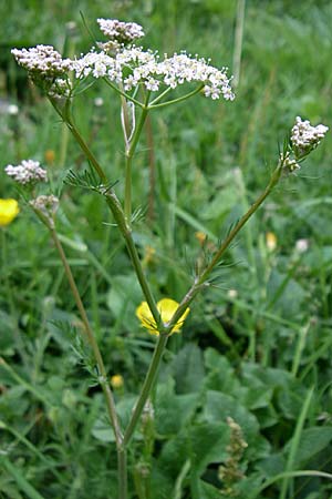 Carum carvi / Caraway, F Pyrenees, Eyne 25.6.2008