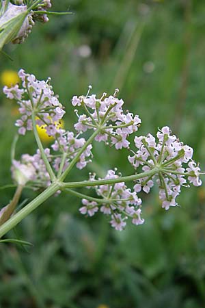 Carum carvi / Caraway, F Pyrenees, Eyne 25.6.2008