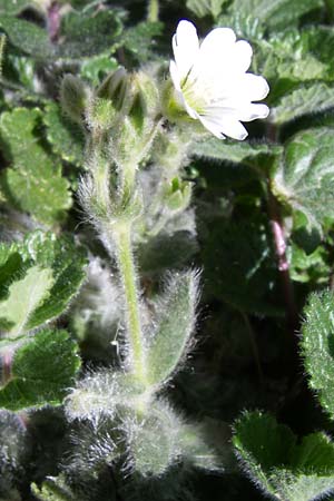 Cerastium eriophorum \ Wolliges Hornkraut / Wooly Alpine Mouse-Ear, F Pyrenäen/Pyrenees, Eyne, Museum-Garden 26.6.2008