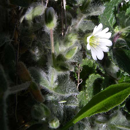 Cerastium eriophorum \ Wolliges Hornkraut / Wooly Alpine Mouse-Ear, F Pyrenäen/Pyrenees, Eyne, Museum-Garden 26.6.2008