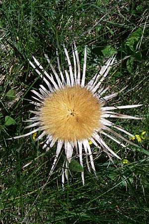 Carlina acanthifolia \ Akanthus-Silberdistel, F Pyrenäen, Latour de Carol 26.6.2008