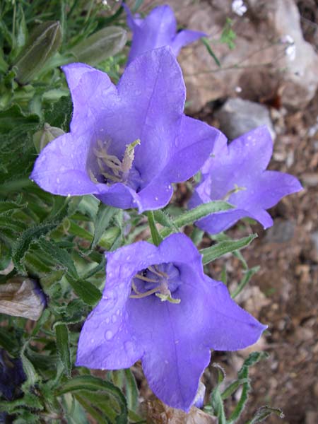 Campanula speciosa \ Pyrenen-Glockenblume / Pyrenean Bellflower, F Pyrenäen/Pyrenees, Querigut 27.6.2008