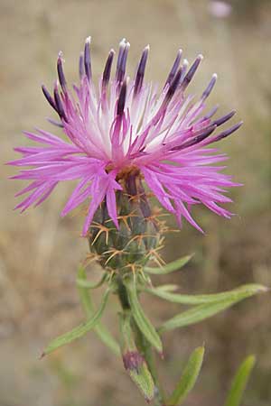 Centaurea aspera \ Raue Flockenblume, F Sète 5.6.2009