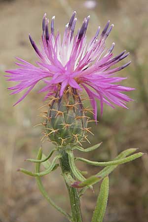 Centaurea aspera \ Raue Flockenblume, F Sète 5.6.2009