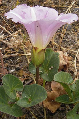 Calystegia soldanella \ Strand-Winde / Sea Bindweed, F Sète 6.6.2009