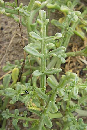 Cakile maritima \ Europischer Meersenf / Sea Rocket, F Sète 6.6.2009