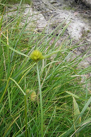 Carex bohemica \ Bhmische Segge, F Sundgau 6.10.2009