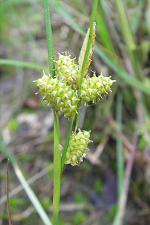 Carex viridula \ Spte Gelb-Segge / Little Green Sedge, Small-Fruited Yellow Sedge, F Bitche 10.7.2010