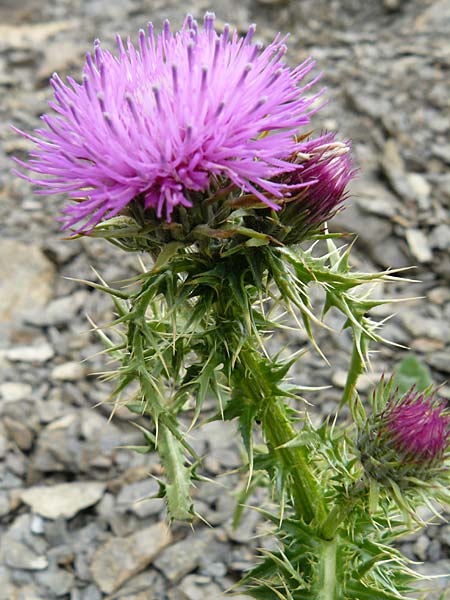 Carduus aurosicus \ Aurouze-Distel / Mount Aurouze Thistle, F Col de la Bonette 8.7.2016