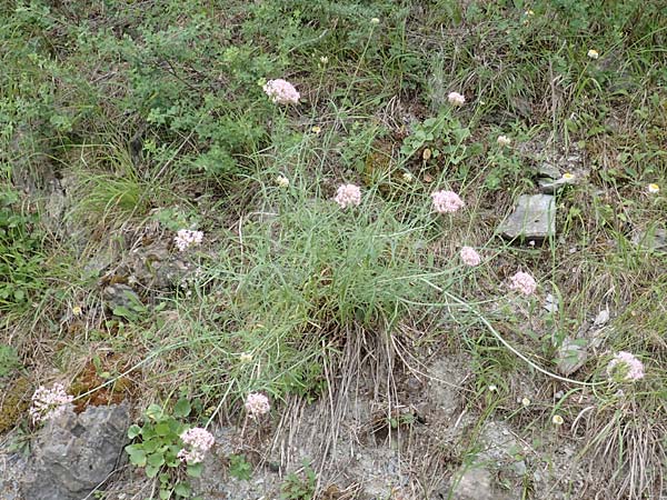 Centranthus angustifolius \ Schmalblttige Spornblume / Narrow-Leaved Valerian, F Demoiselles Coiffées 8.7.2016