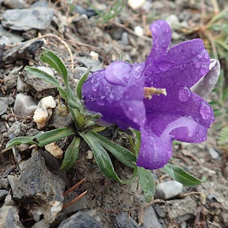 Campanula alpestris \ Allionis Glockenblume, F Col de la Bonette 8.7.2016