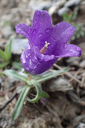 Campanula alpestris \ Allionis Glockenblume, F Col de la Bonette 8.7.2016