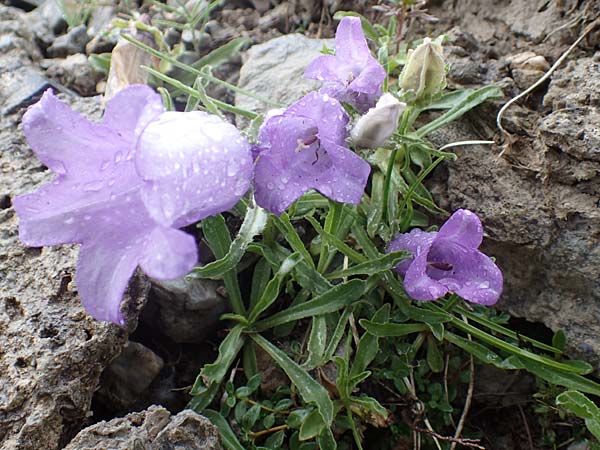 Campanula alpestris \ Allionis Glockenblume, F Col de la Bonette 8.7.2016