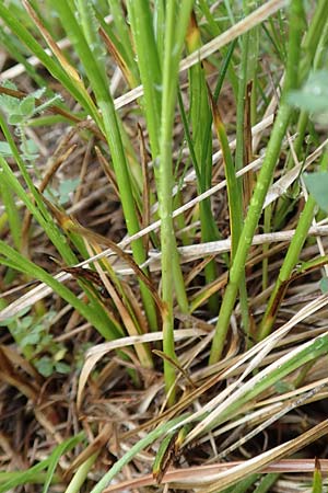Carex ferruginea \ Rost-Segge / Rusty Sedge, F Col de la Bonette 8.7.2016