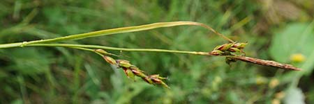 Carex ferruginea \ Rost-Segge / Rusty Sedge, F Col de la Bonette 8.7.2016