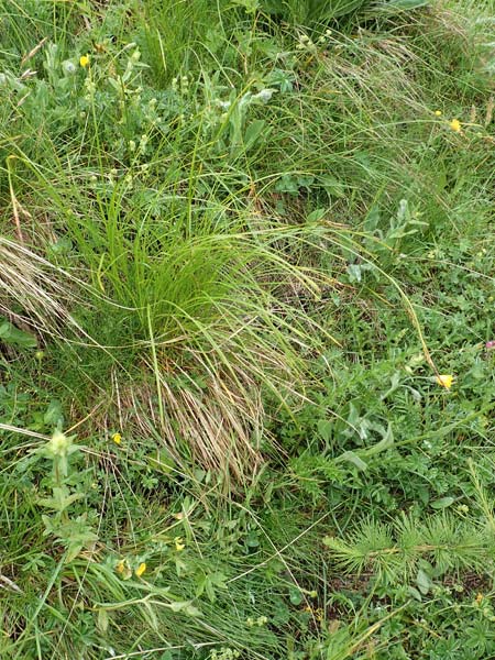 Carex ferruginea \ Rost-Segge / Rusty Sedge, F Col de la Bonette 8.7.2016