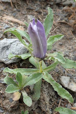 Campanula alpestris \ Allionis Glockenblume, F Col de la Bonette 8.7.2016