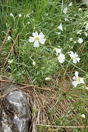 Cerastium arvense \ Acker-Hornkraut / Field Mouse-Ear, F Col de la Bonette 8.7.2016