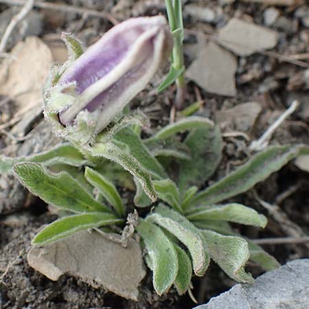 Campanula alpestris \ Allionis Glockenblume, F Col de la Bonette 8.7.2016